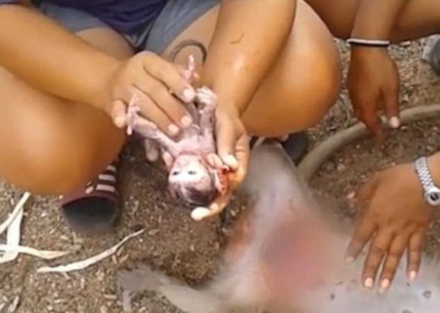 Fără să aibă pregătire medicală, o femeie i-a făcut cezariană unei maimuțe și i-a salvat puiul