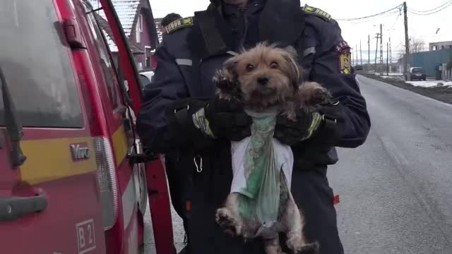 O tânără din Mureș a intrat în casa cuprinsă de flăcări pentru a-și salva cățelul