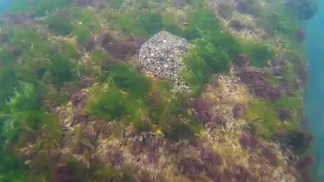 marea neagra transformari