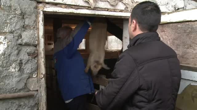 Ministrul Daea a început să le împartă porci fermierilor. Cererea, de 10 ori peste ofertă
