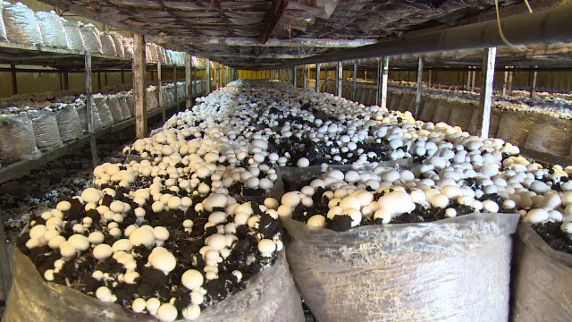 Cultivatorii de ciuperci, fără subvenții de peste 10 ani: „Europenii știu să aibă grijă de producătorii lor”
