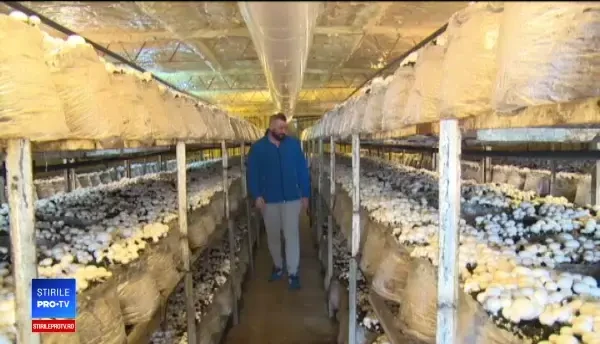 Cultivatorii de ciuperci, fără subvenții de peste 10 ani: „Europenii știu să aibă grijă de producătorii lor”