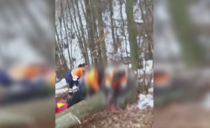 Un bărbat a murit lovit de un copac, în timp ce tăia lemne într-o pădure