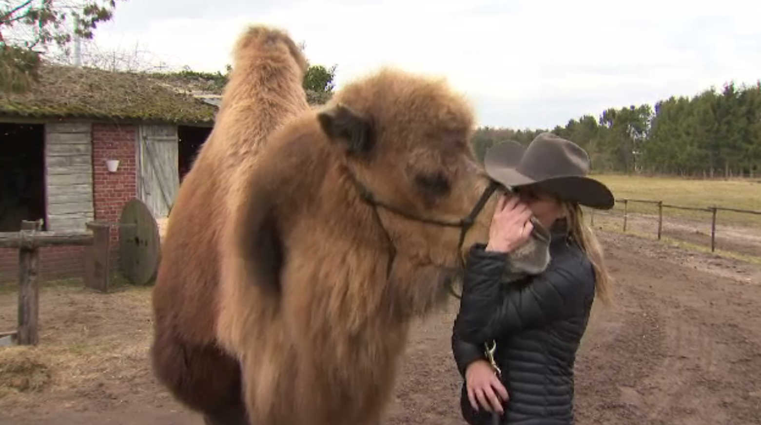 Cămilă declarată prea sălbatică, îmblânzită cu multă iubire de un cuplu care a adoptat-o