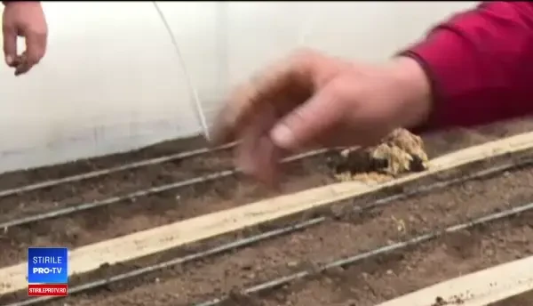 Roșiile ajung mai târziu și mai scumpe în piețe. Pierderi masive pentru fermieri