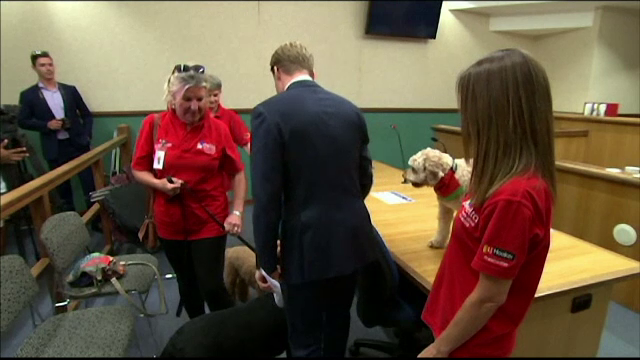 Un tribunal din Australia folosește câini pentru a îi detensiona pe cei care depun mărturie