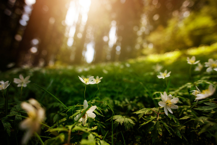 Vremea 11 martie. Temperaturi care ajung şi la 20 de grade. De luni încep ploile