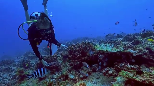 Oceanele ar putea rămâne fără corali până în 2050 din cauza încălzirii globale