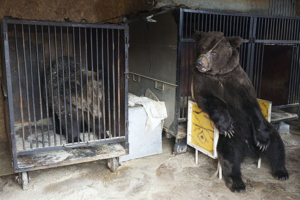 Un circ cu probleme financiare a abandonat 4 urşi într-o parcare