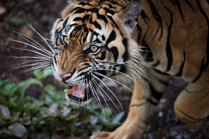 Alertă în Germania, după ce cinci animale periculoase au scăpat de la zoo