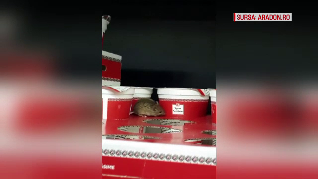 Șoarece filmat lângă cutiile cu iaurt, într-un hipermarket din Arad