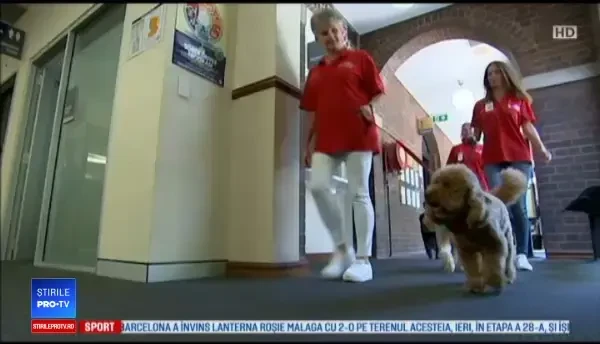 Un tribunal din Australia folosește câini pentru a îi detensiona pe cei care depun mărturie