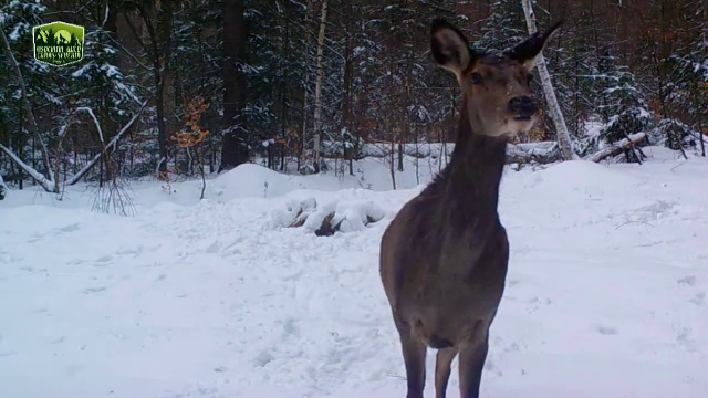 Imagini surprinzătoare cu un cerb surprins în Caraș-Severin