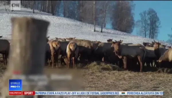 Cerbilor din Siberia li se taie coarnele pentru sângele care ar avea proprietăți miraculoase