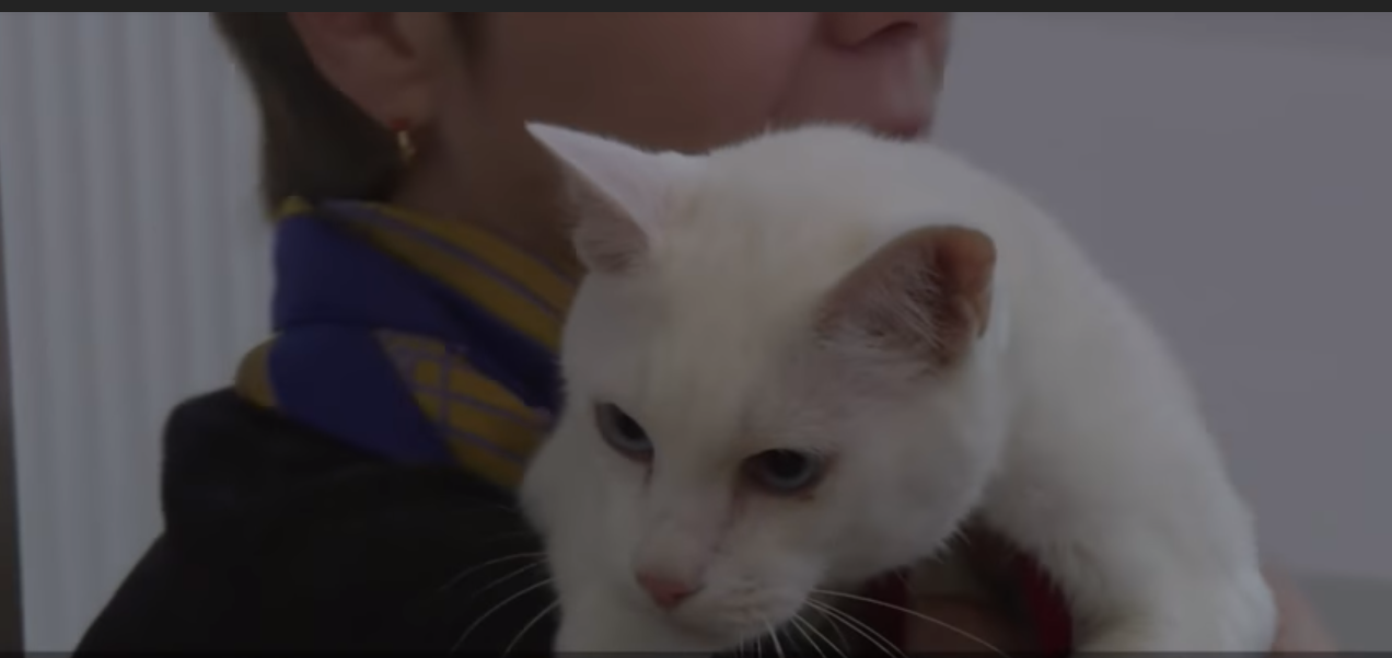 Un motan fără auz, desemnat „prezicătorul oficial” al Campionatului Mondial de Fotbal 2018