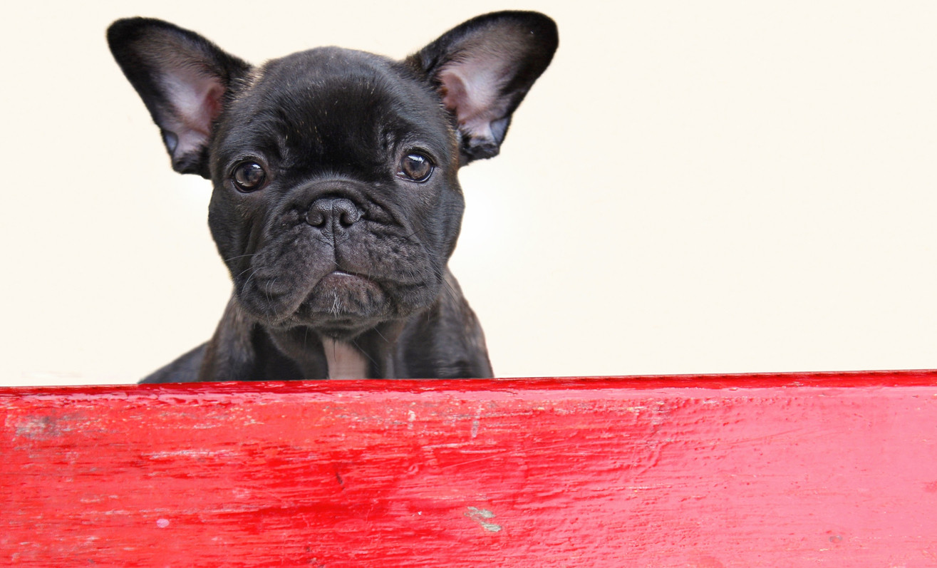 Un cățel a murit sufocat în avion, după ce a fost ținut în compartimentul de bagaje