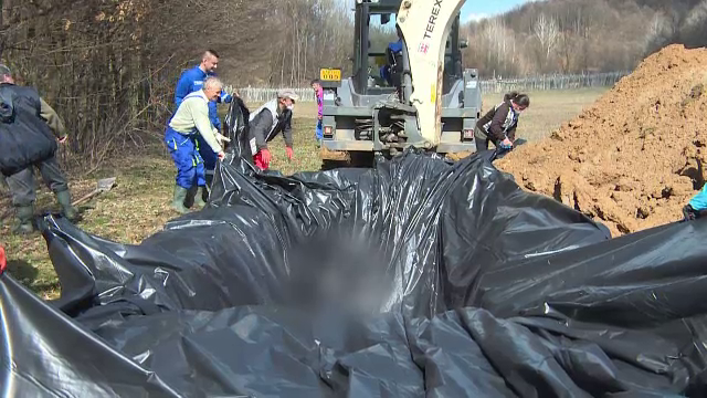 Ninsorile au făcut prăpăd la o stână de oi şi capre din Gorj. Au murit 150 de animale