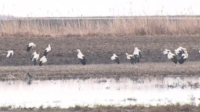 Au apărut primele berze în România. Ce spune tradiția