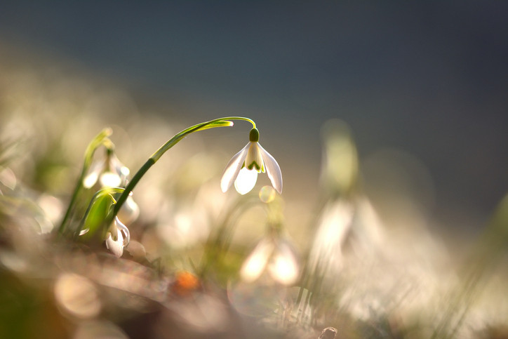 Vremea 15 martie 2018. Temperaturile scad, iar de duminică vin ninsorile
