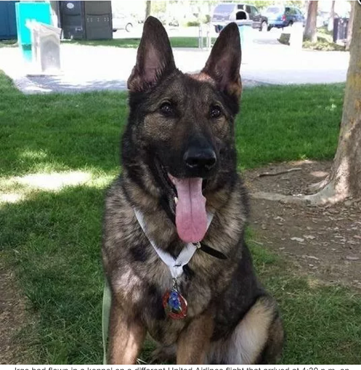 Nou incident la United Airlines. Un ciobănesc german a fost trimis din greșeală în Japonia