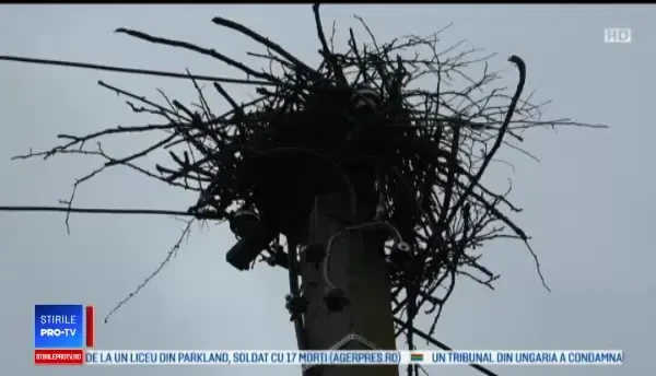 Au apărut primele berze în România. Ce spune tradiția