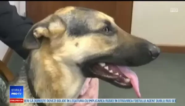 Un bărbat care a avut un accident vascular, salvat de la moarte de propriul câine