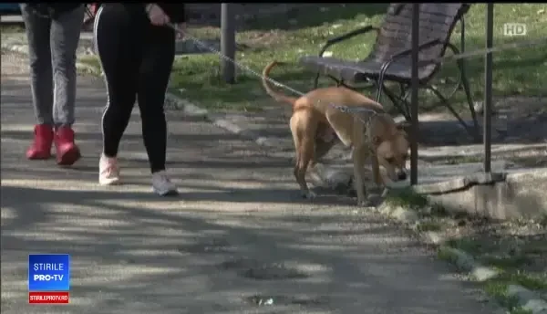 Aplicații special create pentru animalele de companie care ușurează mult viața proprietarilor