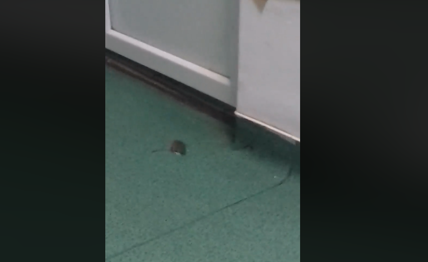 Șoarece filmat într-un spital din Craiova, în salonul copiilor. VIDEO