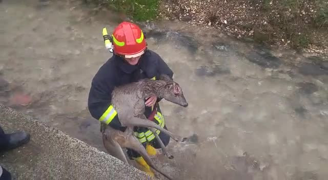 Imagini tulburătoare. Pompierii salvează un pui de căprioară, care era lovit. VIDEO