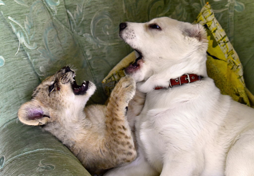 Un pui de leopard a fost crescut de un câine, după ce mama sa a început să-și mănânce puii