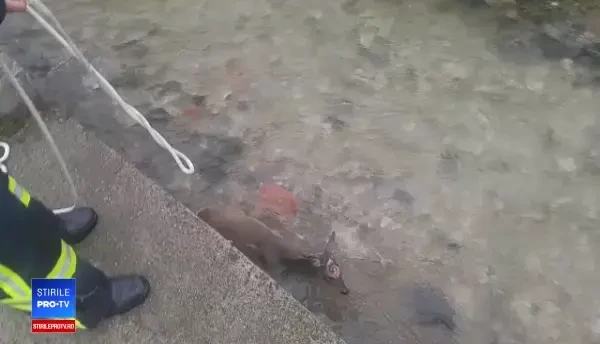 Imagini tulburătoare. Pompierii salvează un pui de căprioară, care era lovit
