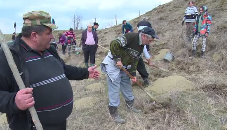 După defrișările masive, au început împăduririle în Maramureș și Bistrița