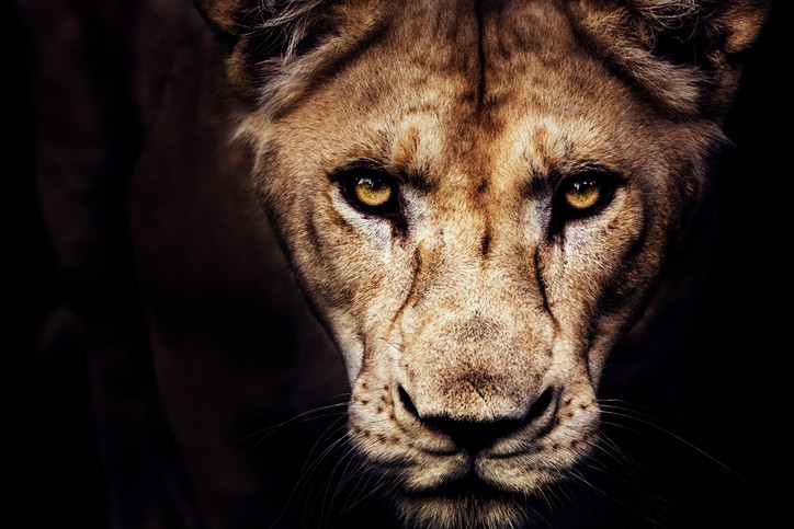 Îngrijitor, ucis de un leu după ce nu a închis cușca în mod corespunzător