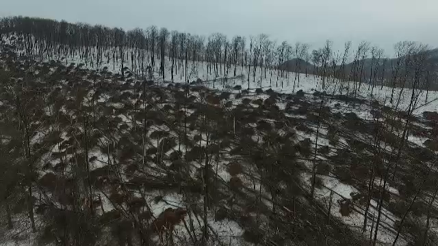Dezastru provocat de ploaia înghețată: o pădure uriașă a fost pusă la pământ