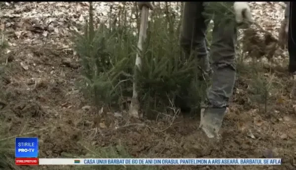 După defrișările masive, au început împăduririle în Maramureș și Bistrița