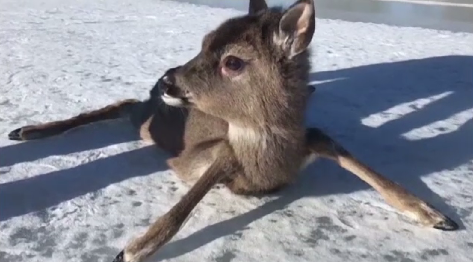 Pui de căprioară, salvat în ultimul moment după ce s-a aventurat pe gheață