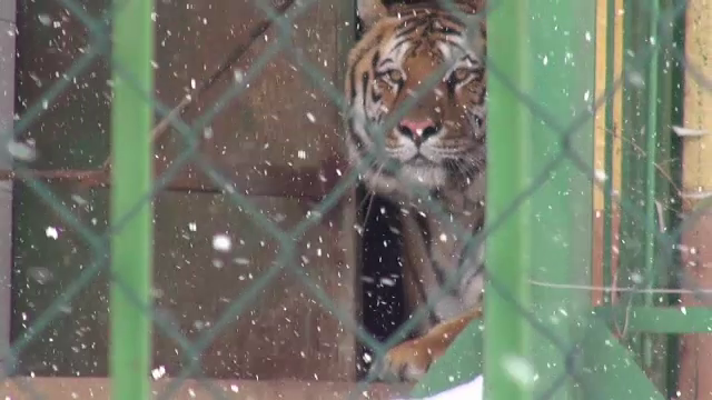 gradina zoologica leu