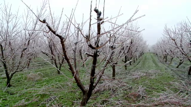 Dezastru în livezi. Am putea rămâne fără mere, cireșe sau prune