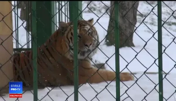 Animalele sălbatice de la grădina zoologică din Galați, tulburate de ninsoare