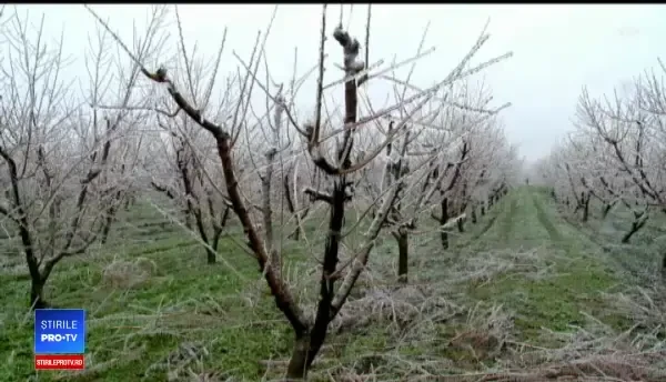 Dezastru în livezi. Am putea rămâne fără mere, cireșe sau prune