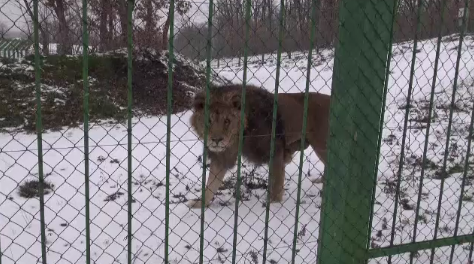 Animalele de la Grădina Zoologică din Galați, afectate de iarna târzie