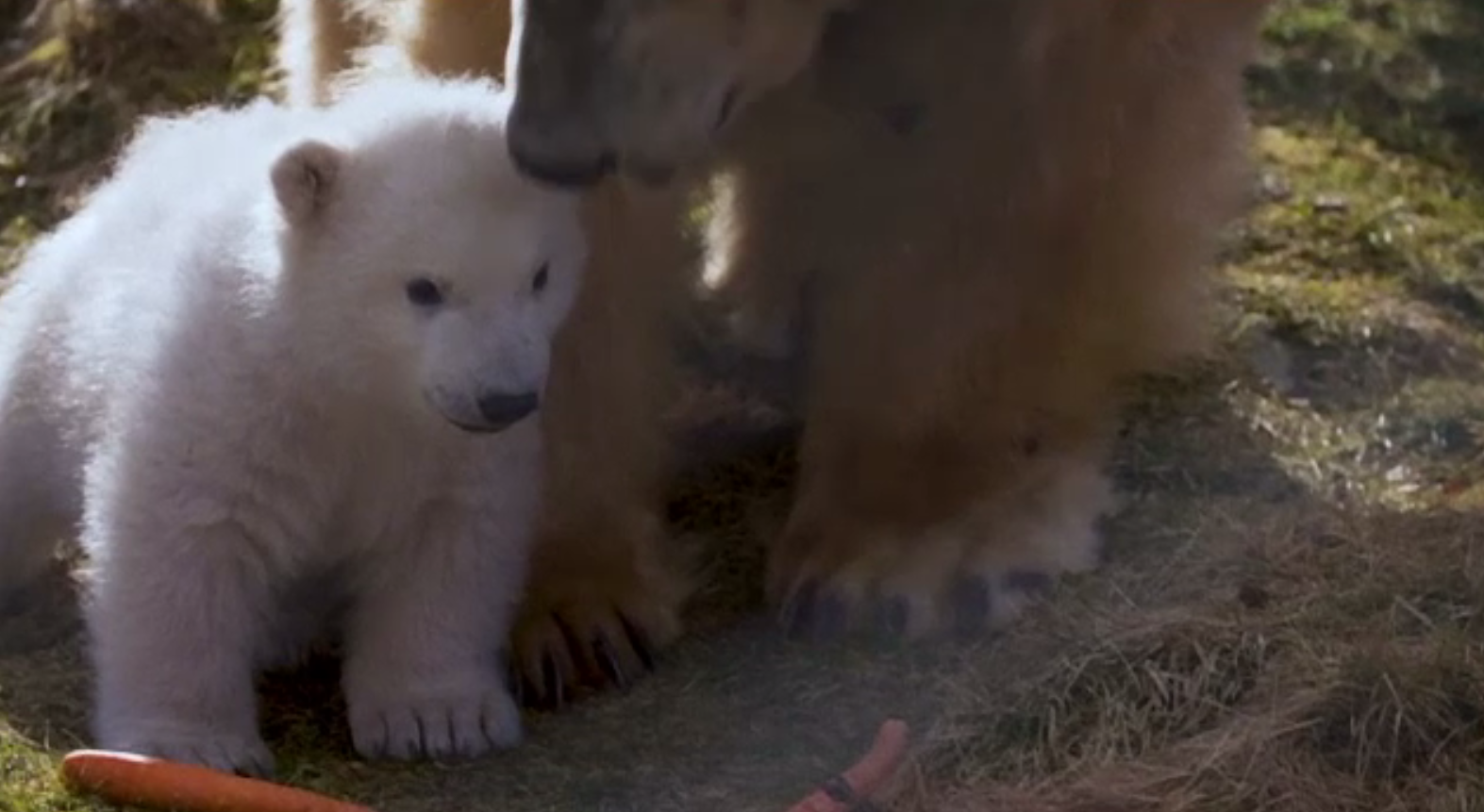 Prima apariție publică a unui pui de urs polar născut în Marea Britanie în ultimul sfert de secol
