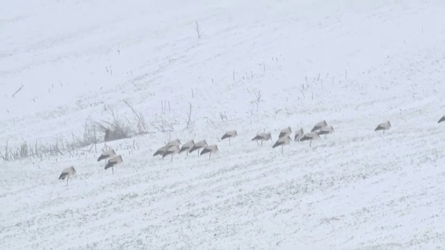 Berzele întoarse prea devreme, în pericol din cauza zăpezii. Operațiunea de salvare declanșată