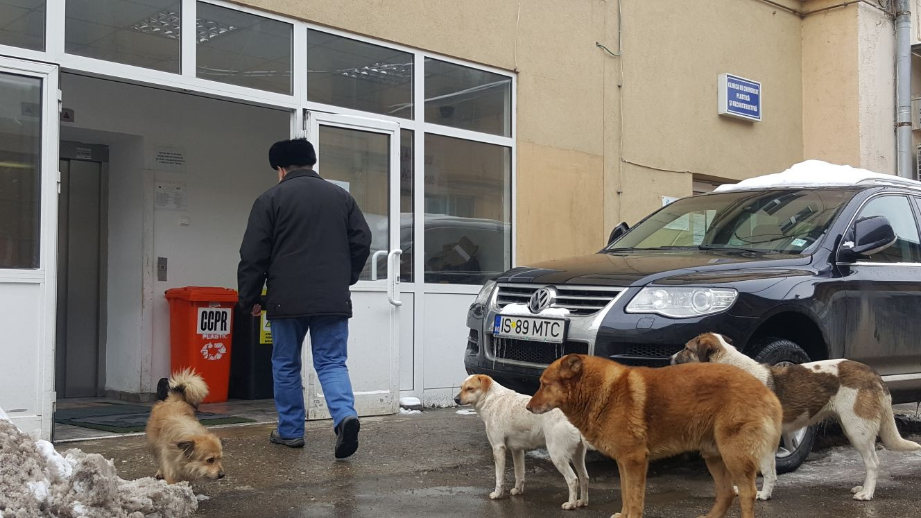 Câini maidanezi fotografiaţi printre pacienţi, în curtea celui mai mare spital din Moldova