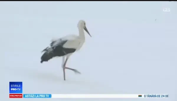 Berzele întoarse prea devreme, în pericol din cauza zăpezii. Operațiunea de salvare declanșată