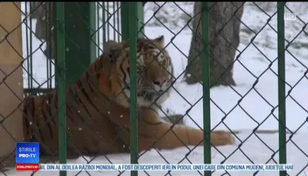 Animalele de la Grădina Zoologică din Galați, afectate de iarna târzie