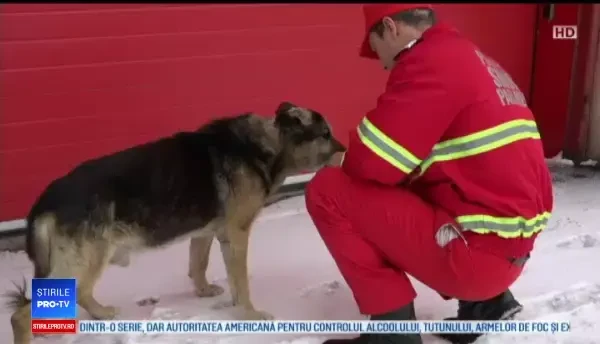Rex, câinele care a păzit 13 ani sediul ISU Botoșani, operat cu ajutorul pompierilor