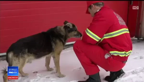 Zarvă mare în curtea unei şcoli din Târgu Jiu. Elevii au fost fascinaţi de tehnică de intervenţie a agenţilor