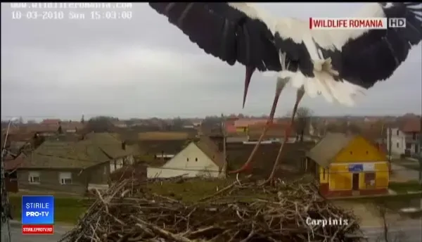 Berzele întoarse prea devreme, în pericol din cauza zăpezii. Operațiunea de salvare declanșată