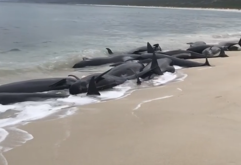 Peste 150 de balene au eşuat pe o plajă din Australia de Vest. 135 au murit. VIDEO